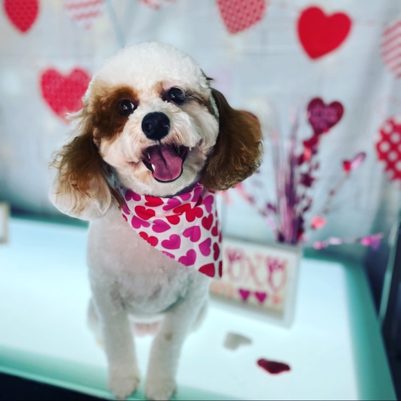 Meet your Posher, Lyndie - Picture 3 of 3